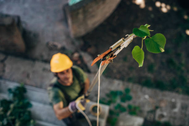 The Steps Involved in Our Tree Care Process in Syracuse, UT